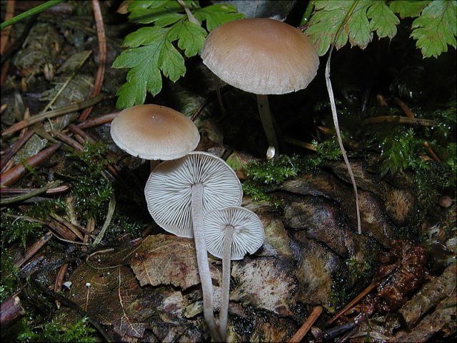 Baeospora myosura, Mäuseschwanz-Rübling