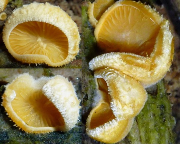Phyllotopsis nidulans, Orangeseitling
