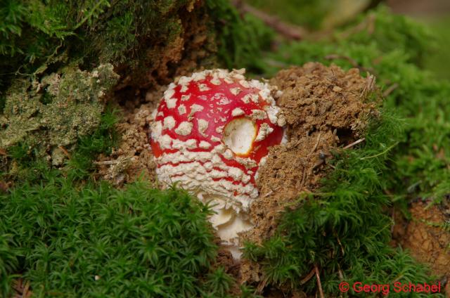 Roter Fliegenpilz