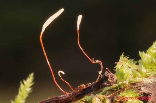 Rotstieliges Fadenkeulchen