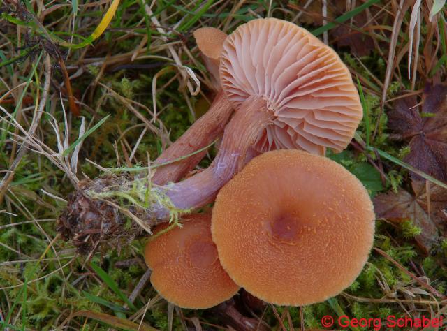 Zweifarbiger Farbtrichterling